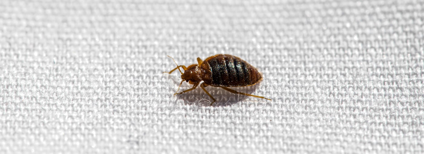 Landlord’s Guide to Dealing with Bed Bugs in Rental Properties
