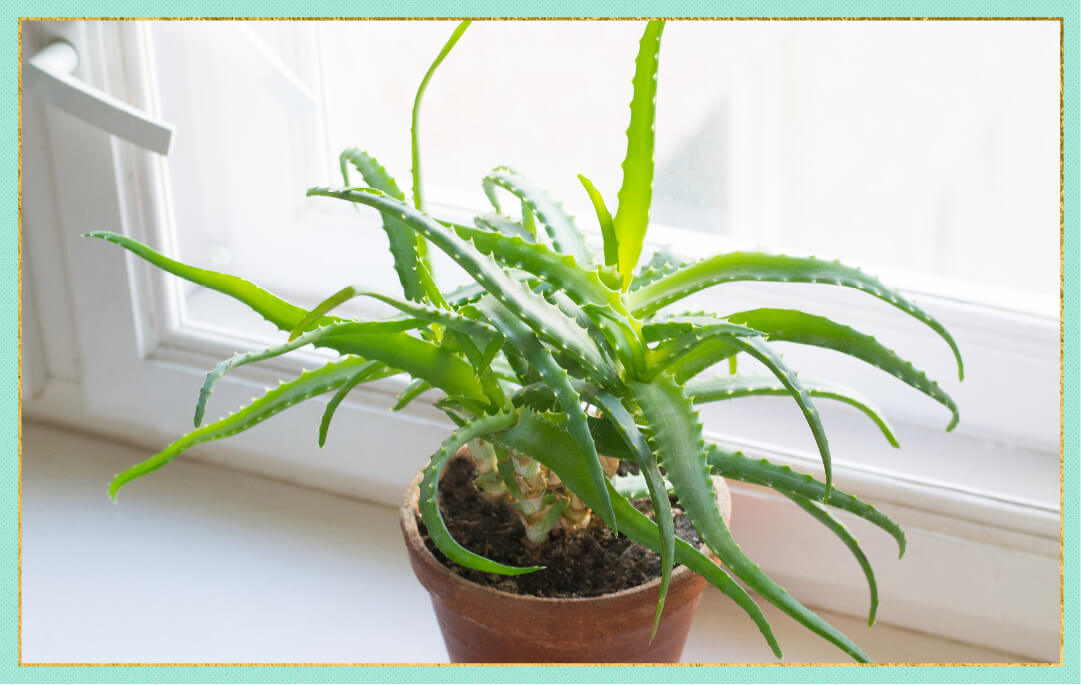 photo of aloe plant indoors