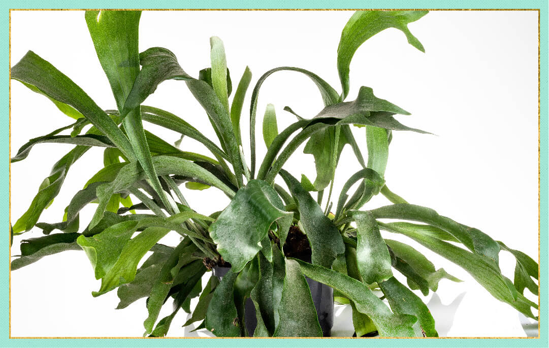 photo of staghorn fern with gold border