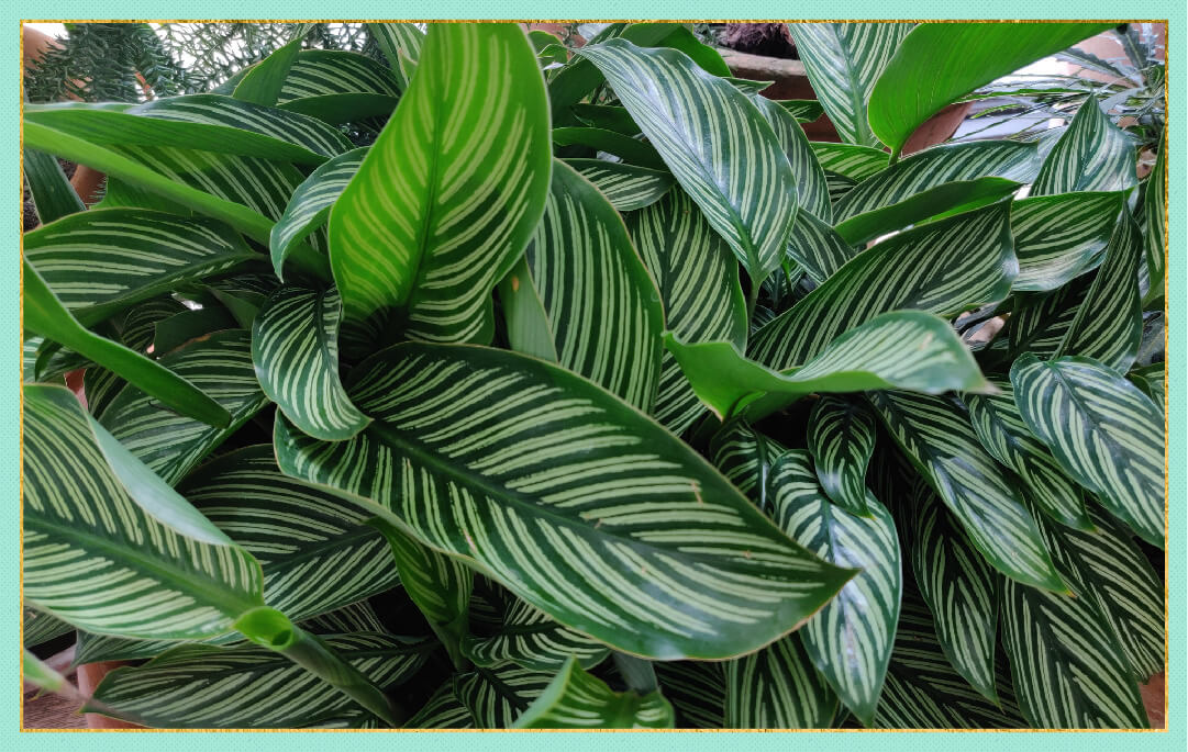 close up photo of zebra plant leaves