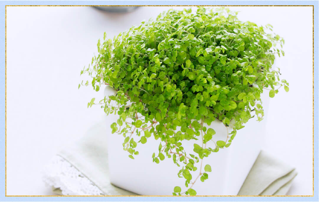 photo of maidenhair fern in white pot