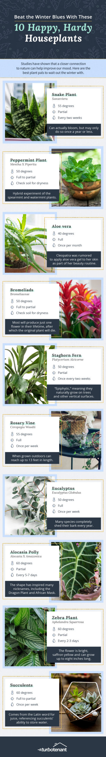 infographic guide for 10 winter indoor house plants