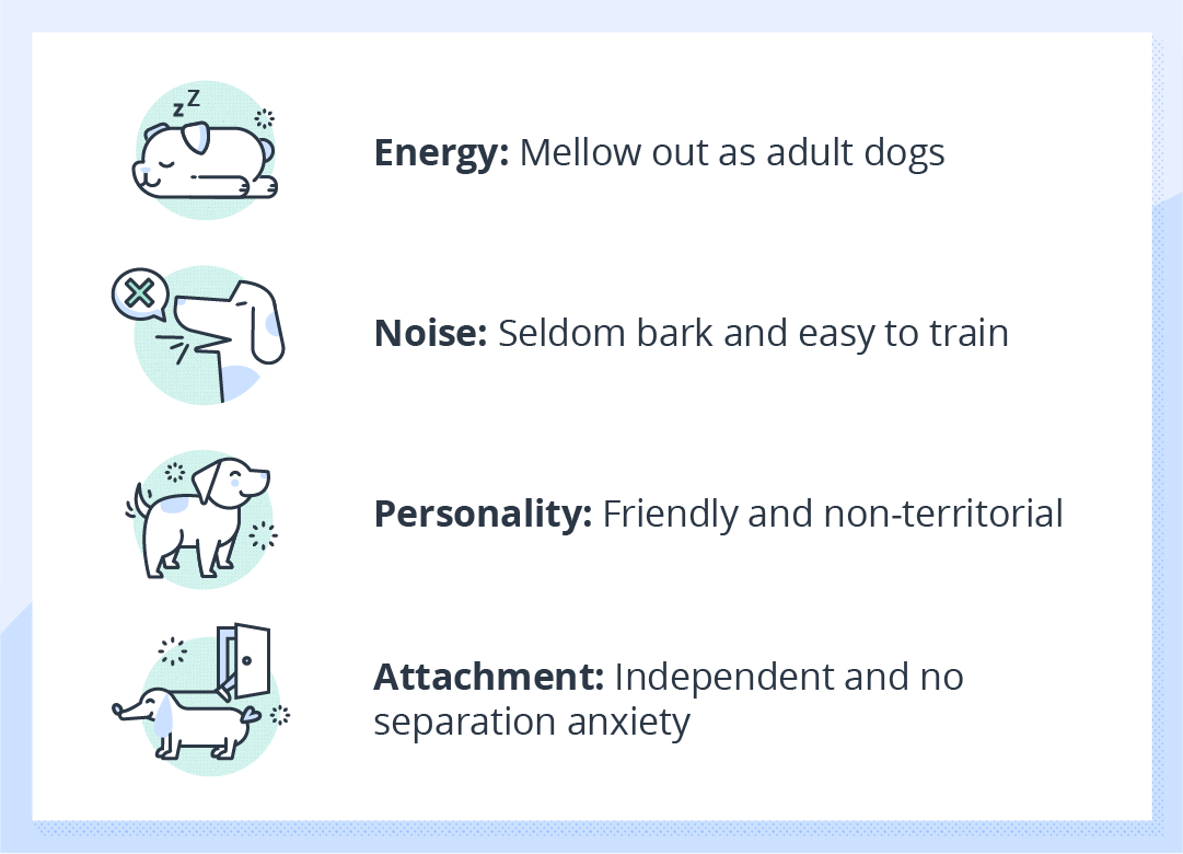 illustrated list of best traits in apartment dogs