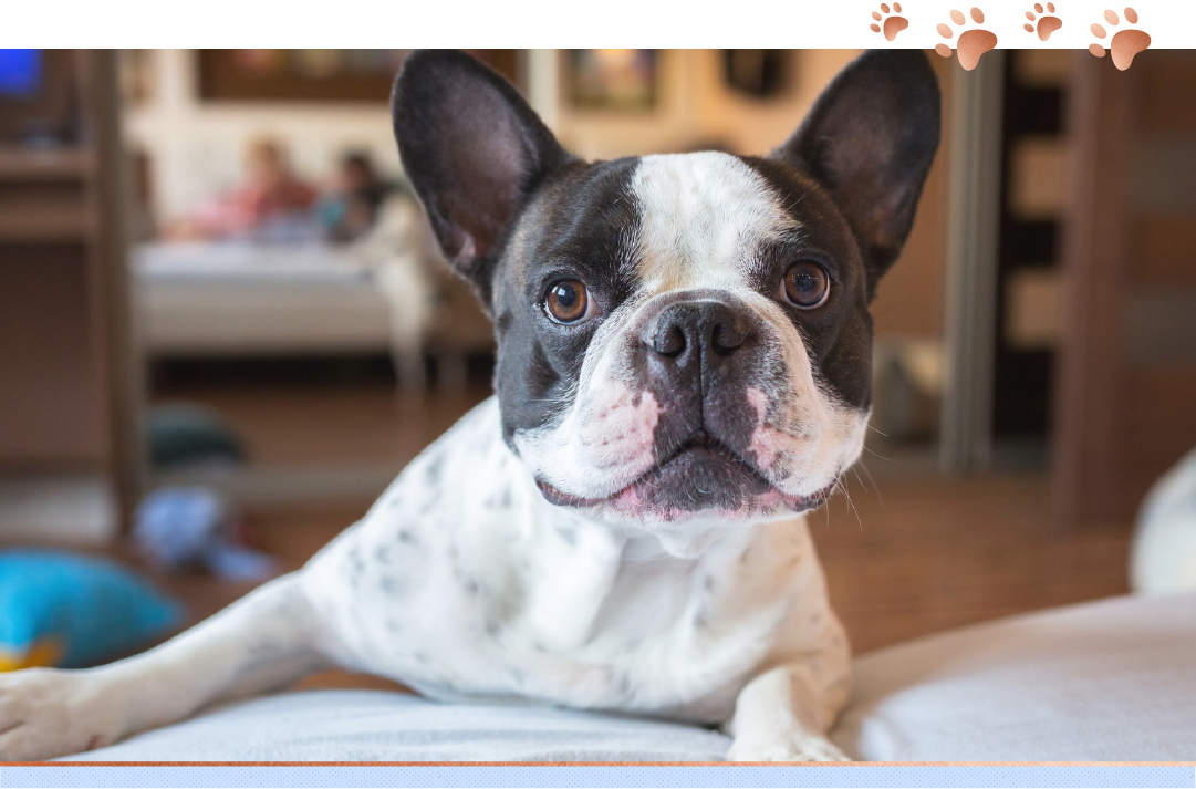 photo of french bulldog on bed