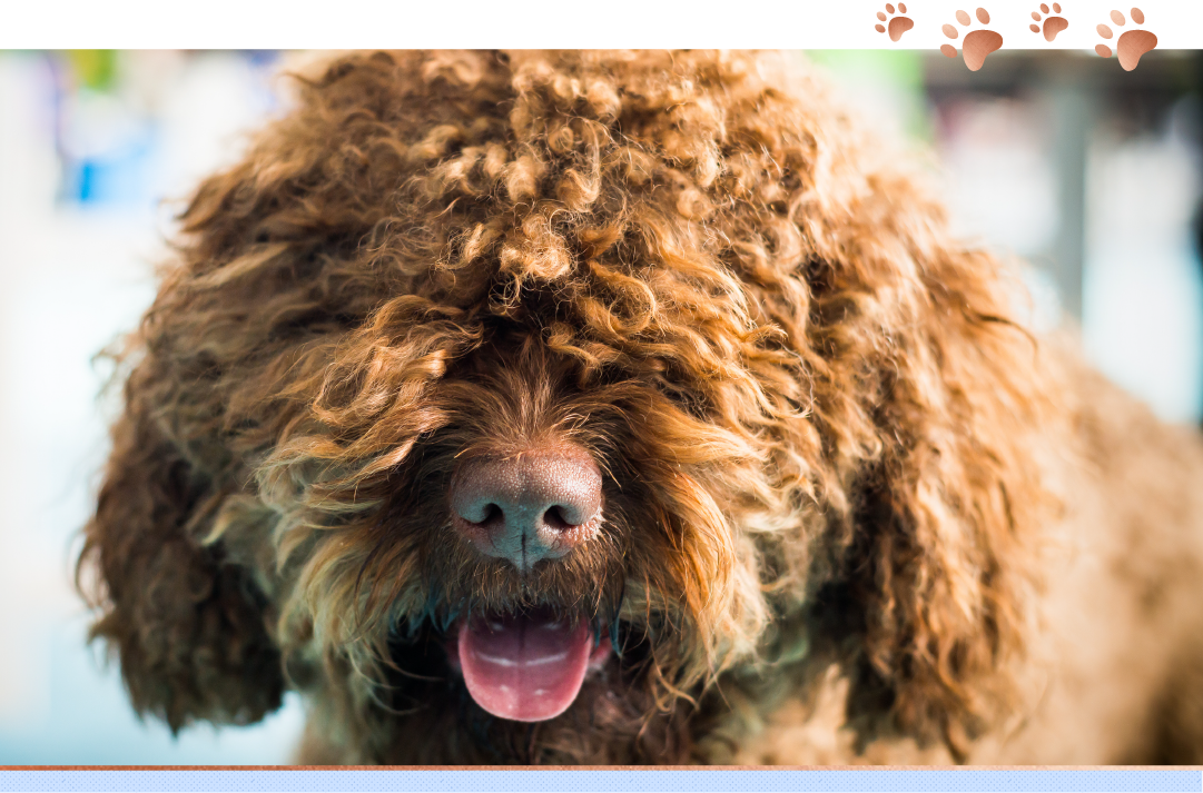 photo of barbet with tongue sticking out