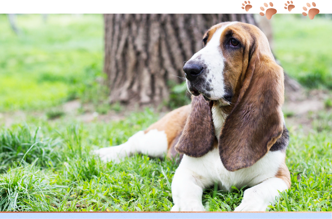 photo of basset hound laying by a tree