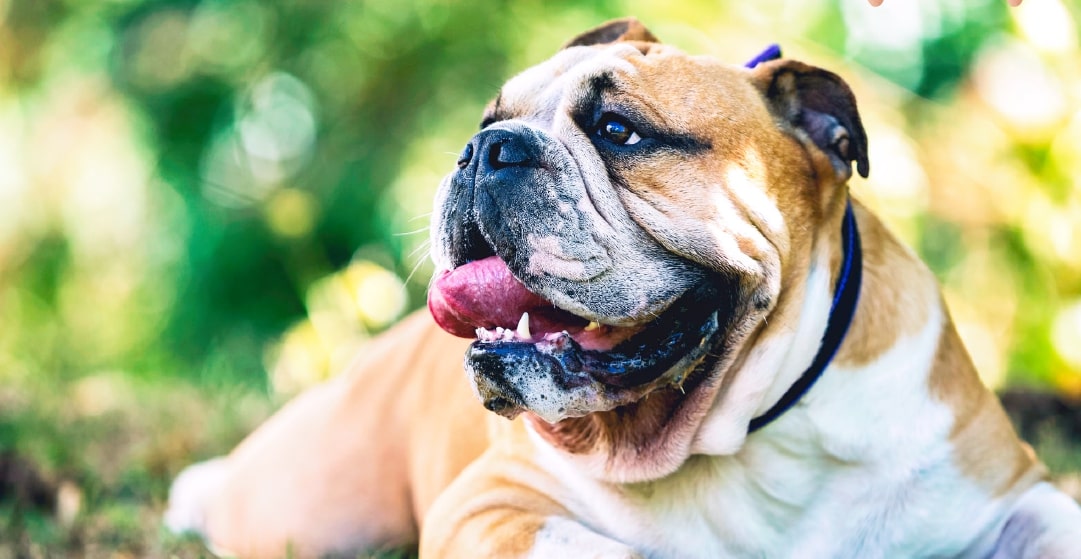 photo of a bulldog laying in the grass