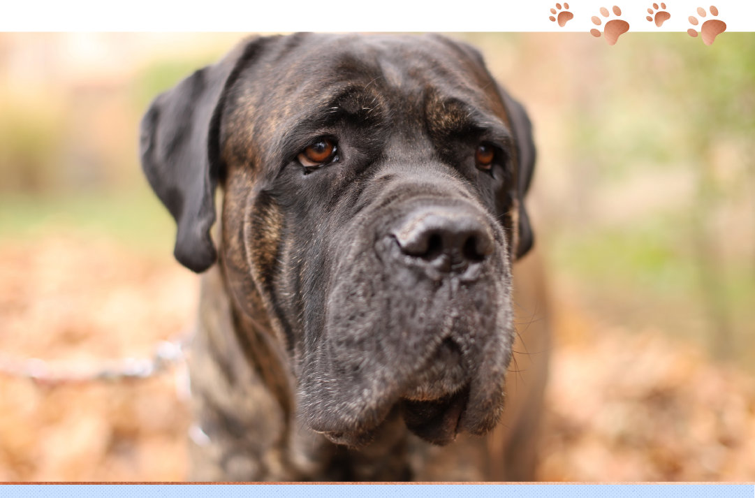 photo of mastiff outside in the fall weather