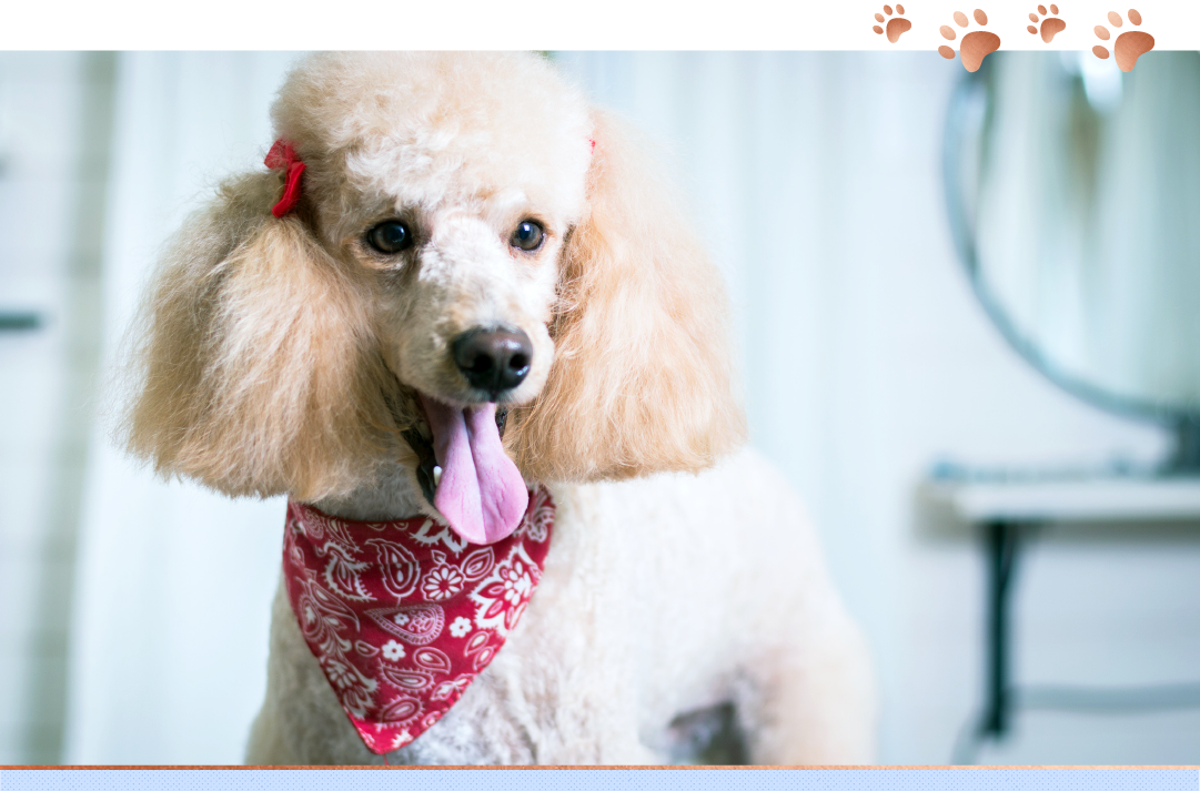 photo of poodle with tongue out in house