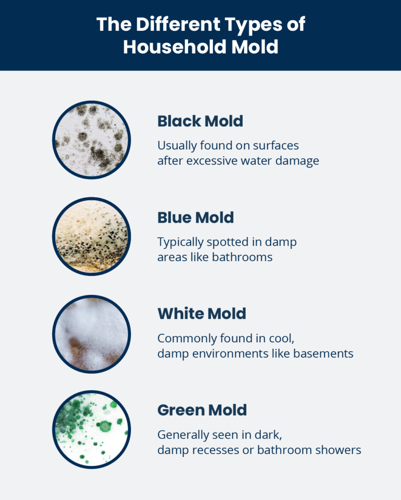 A guide to different types of household mold