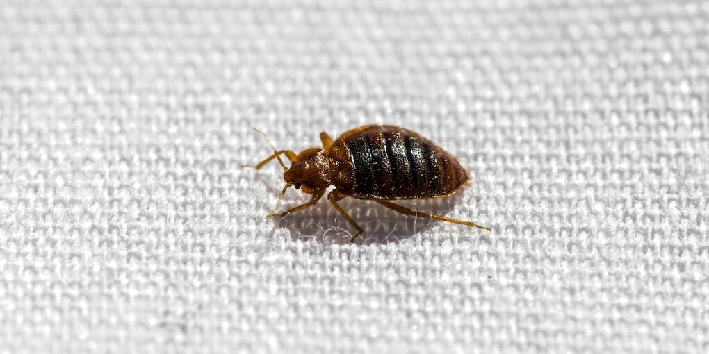 Landlord’s Guide to Dealing with Bed Bugs in Rental Properties