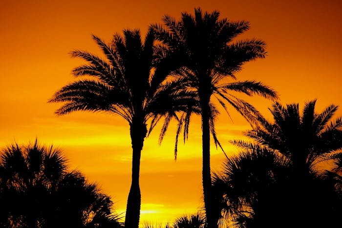 palm trees against a florida sunset